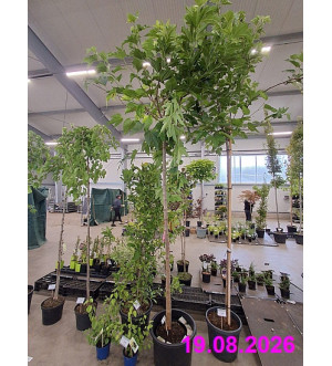 Morus alba 'Fruitless' C 15 L